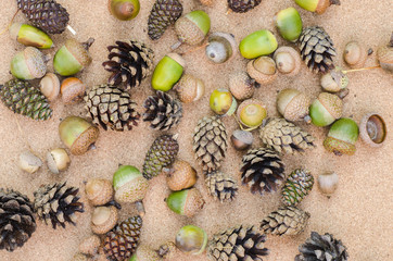 fall still life composition