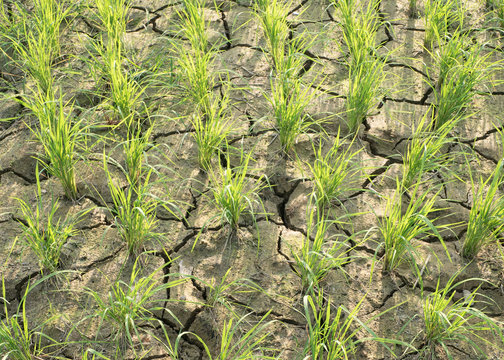 Rice fields with drought soil cracked