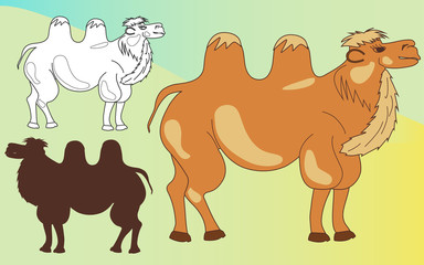 Camels set: colored, cute, silhouette. Vector illustration
