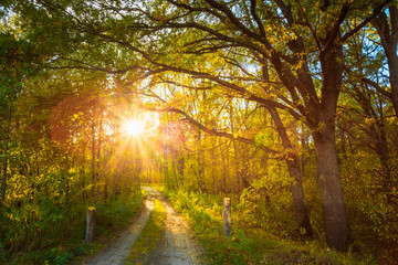 Sunny Day In Autumn Sunny Forest Trees, Green Grass. Nature Wood