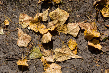 dry leafage on soil