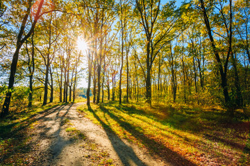 Sunny Day In Autumn Sunny Forest Trees, Green Grass. Nature Wood