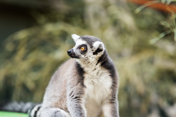 Lemur