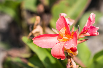 beautiful flower in garden