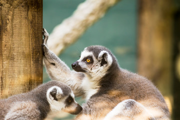 Lemur
