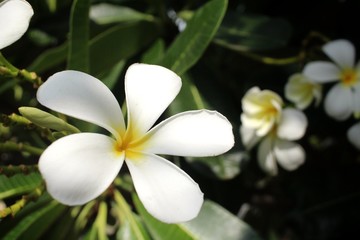 Obraz na płótnie Canvas White frangipani flower on tree