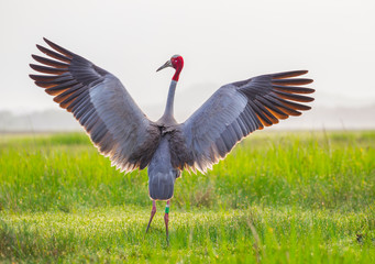  Eastern Sarus Crane (Grus antigone)