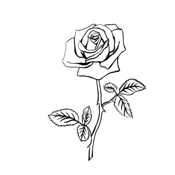 rose thorn tattoo sample by VaMpIr3KiSs3s on DeviantArt