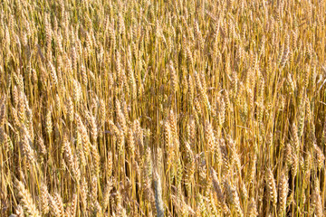 texture wheat field