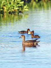 Anas acuta. A duck with a brood on the lake