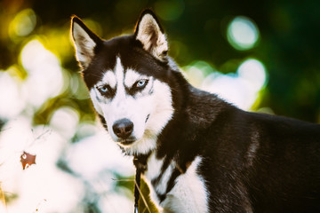 Young Happy Husky Eskimo Dog Sitting In Grass Outdoor