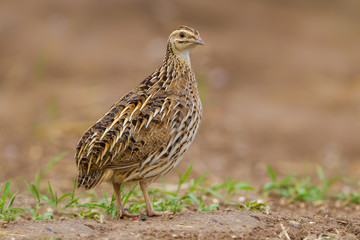 Close up portrait of female Rain Quail (Coturnix coromandelica) 