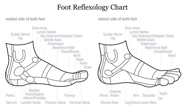 Foot reflexology chart - medial-inside and lateral-outside view of the feet - with description of corresponding internal organs and body parts. Outline vector illustration on white background.