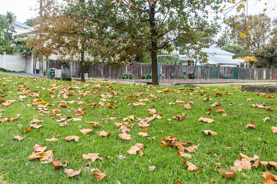 Autumn leaves on grass