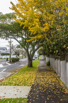 Leaf litter under trees