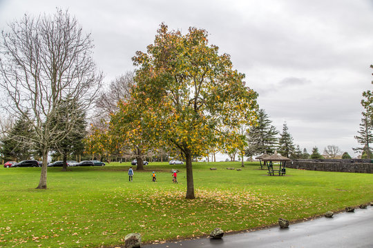 Autumn trees in park