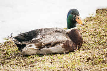 Male Duck Mallard in nature close up