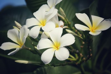 Naklejka na ściany i meble White frangipani flower on tree