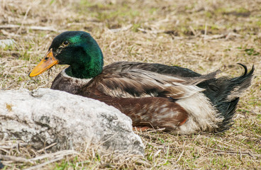 Male Duck Mallard in nature close up
