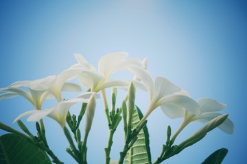 Fototapeta premium White frangipani flower on tree