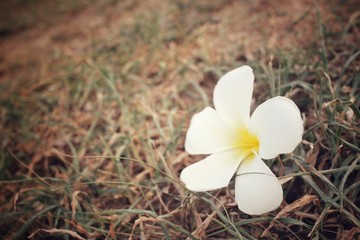Fototapeta na wymiar White frangipani flower