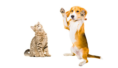 Funny Beagle dog and cat Scottish Straight