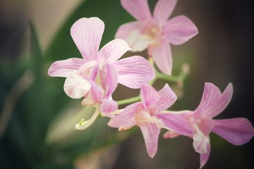 Obraz na płótnie Canvas Vintage orchid flowers