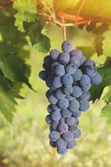 Red grapes hanging on the vine in the sun