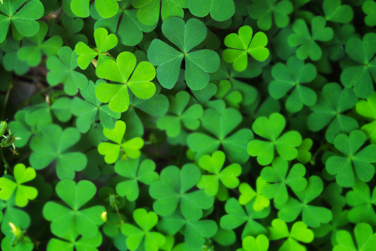 Closeup Green Clover Leaf for Background Uses.