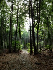 Dark forest path