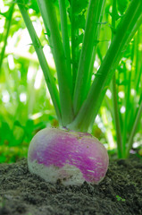 Turnip in the ground