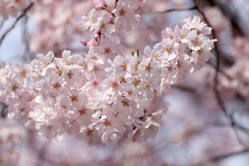 Sakura flower or cherry blossoms.