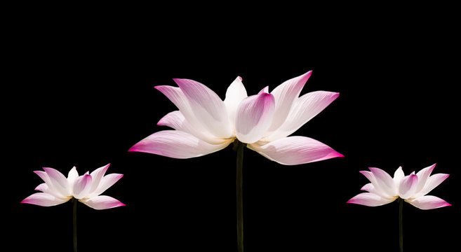beautiful lotus with isolated background