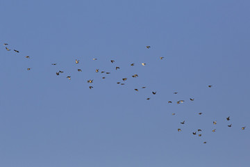 Flock of doves flying in sky.