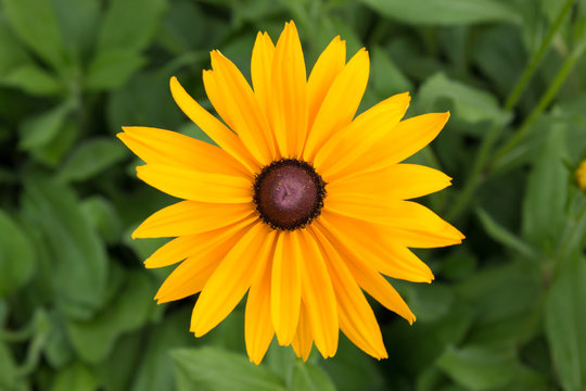 Close-up black eye daisy