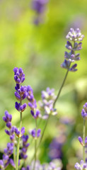  lavender flower field closeup