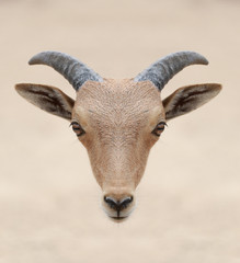 head of barbary sheep.