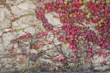Каменная стена поросшая плющом с осенними листьями.