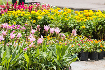 beautiful flower in garden