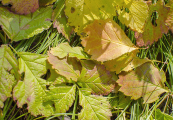 yellow leaves, background of autumn foliage