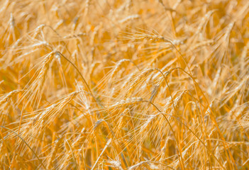 Ripe gold wheat