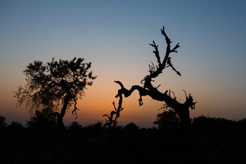 Dry crooked tree