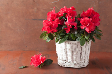 schöne rote Azaleenblumen im Korb über rustikalem Hintergrund