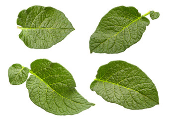 Potato leaf set isolated