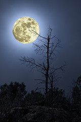 Arbre nu dans une nuit de pleine lune