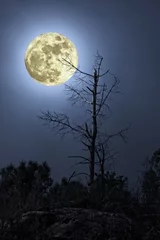 Acrylic prints Full moon and trees Naked tree in a full moon night