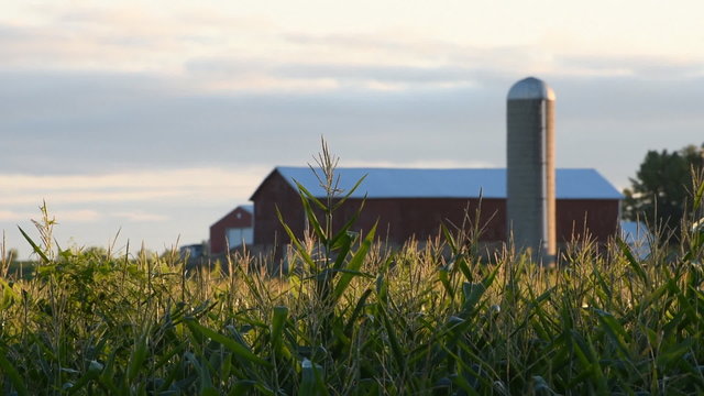 A barn in silo at the farm, in the early morning light.  In the foreground are full-grown corn plants in late summer wind.
