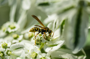 Bee pollinating a flower