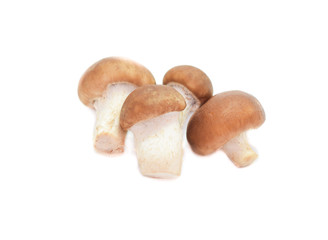 Shiitake mushroom on the White background