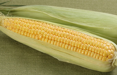 two corn on the cob